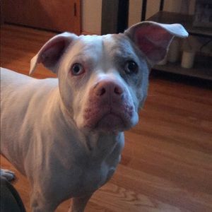 Meet your Posher, Joshua